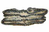 Mammoth Molar Slice With Case - South Carolina #106545-1